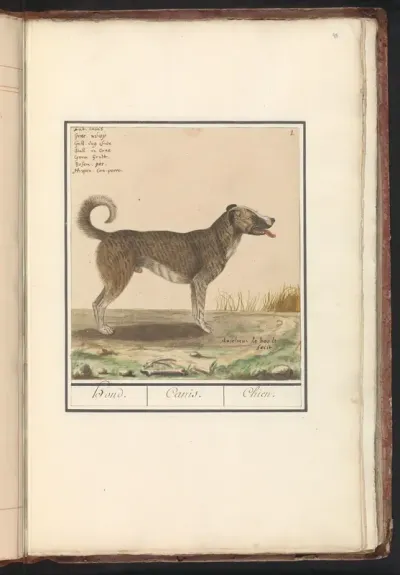 Hond (Canis lupus familiaris)