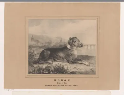 Hond Donau