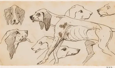 Hond en hondenkoppen