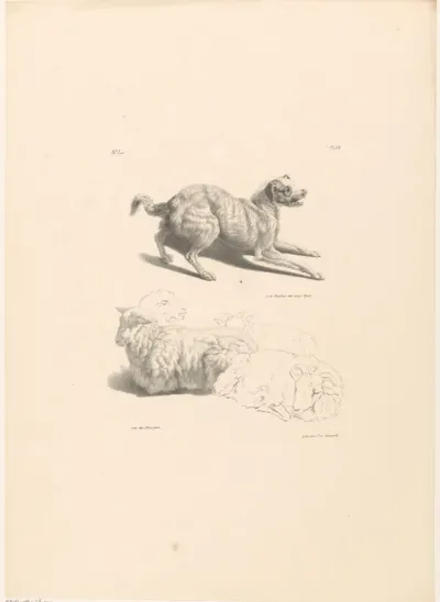 Hond en schapen