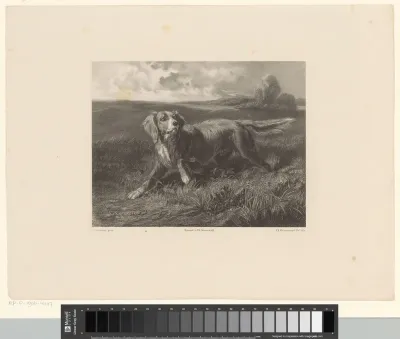 Hond in landschap