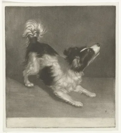 Hond, mogelijk een spaniël