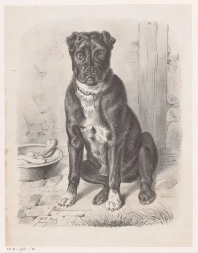 Hond naast etensbak