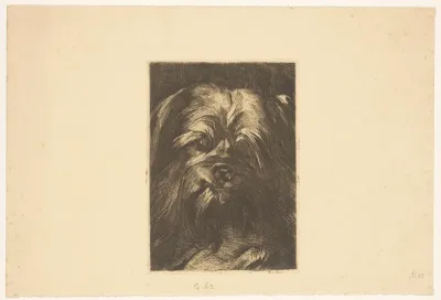 Hond Phoebus