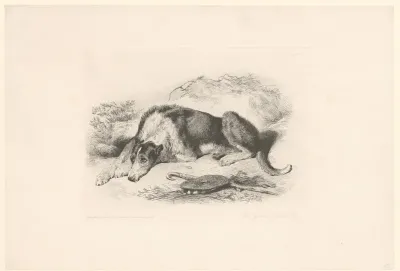 Hond van de herder
