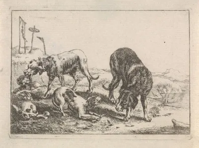 Honden bij knoken