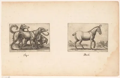 Honden en een muildier