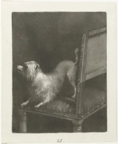 Hondje op een stoel