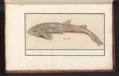Hondshaai (Scyliorhinus canicula)