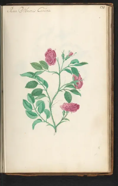 Hondsroos (Rosa canina)