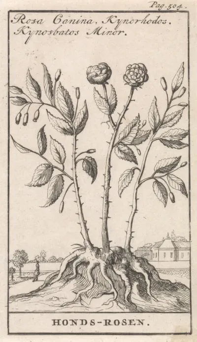 Hondsroos