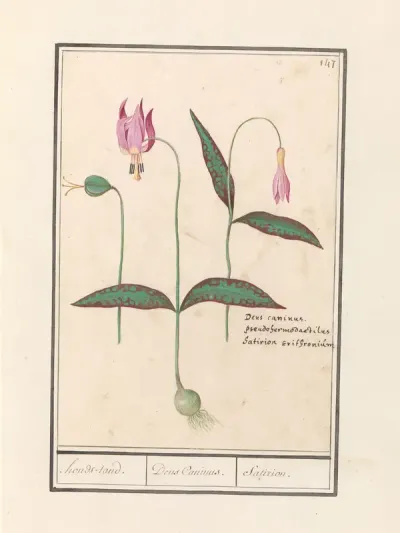 Hondstand (Erythronium dens-canis)
