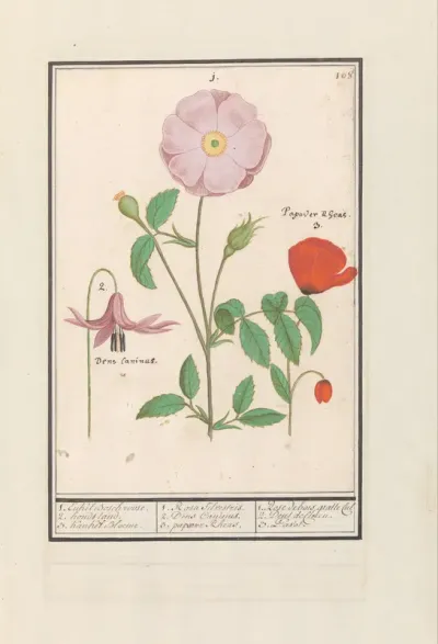 Hondstand (Erythronium), wilde roos (Rosa) en een klaproos (Papaver)