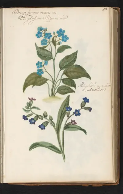 Hondstong (Pentaglottis sempervirens) en gewone ossentong (Anchusa)