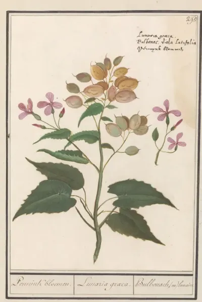 Honesty (Lunaria annua)