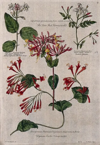 Honeysuckle (Lonicera species) and jasmine (Jasminum species): flowering stems