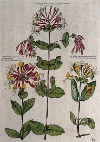 Honeysuckle (Lonicera species): three varieties