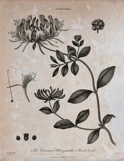 Honeysuckle or woodbine (Lonicera periclymenum): flowering stem and floral segments