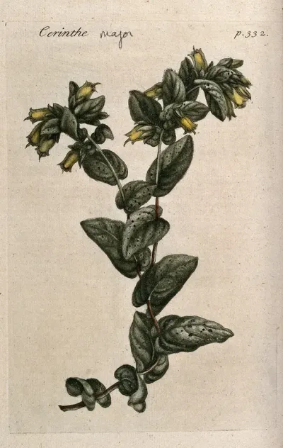 Honeywort (Cerinthe major): flowering stem