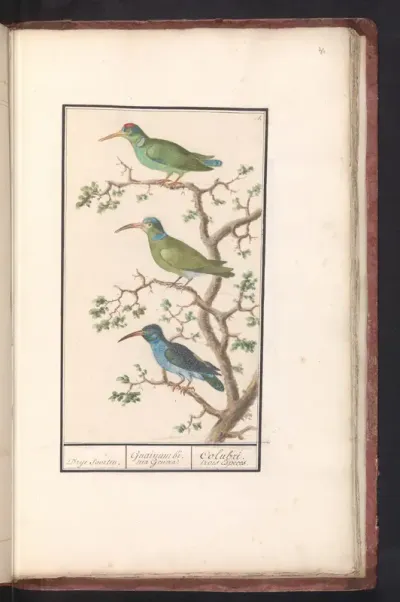 Honingzuigers (Nectariniidae)