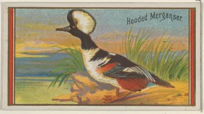 Hooded Merganser, from the Game Birds series (N13) for Allen & Ginter Cigarettes Brands