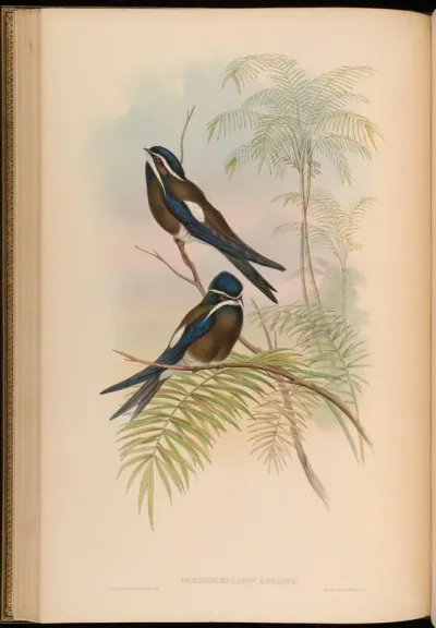 Hooded Tree-Swift
