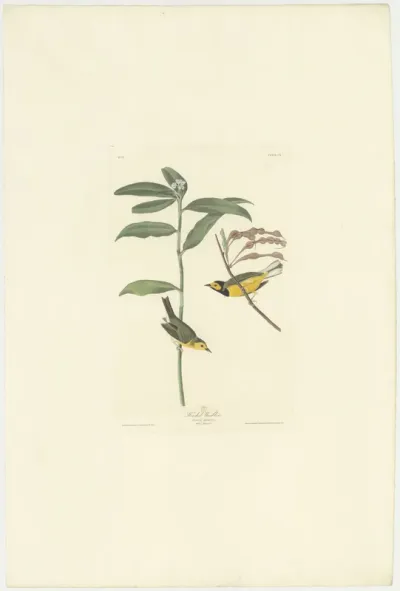 Hooded Warbler