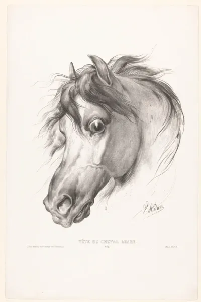 Hoofd van een Arabisch paard