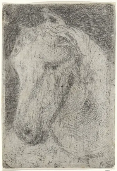 Hoofd van een wit paard