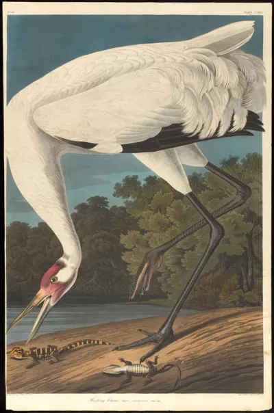 Hooping Crane