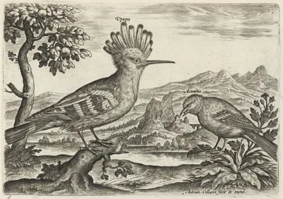 Hoopoe and Linnet