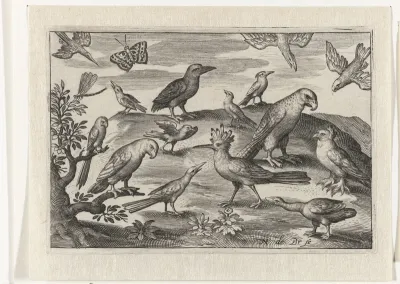 Hop en andere vogels