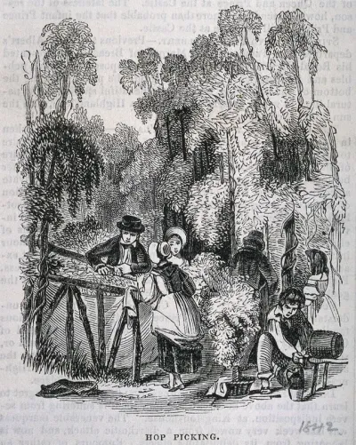 Hop pickers at work