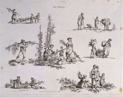 Hops being cut down and harvested: six scenes