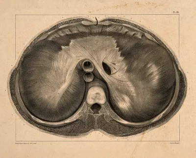 Horizontal dissection of the diaphragm, at the level of the 10th dorsal vertebra
