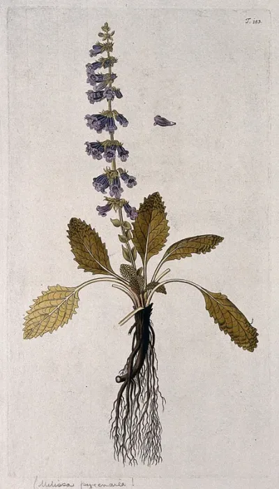 Horminum pyrenaicum L.: flowering plant with rootstock and separate flower