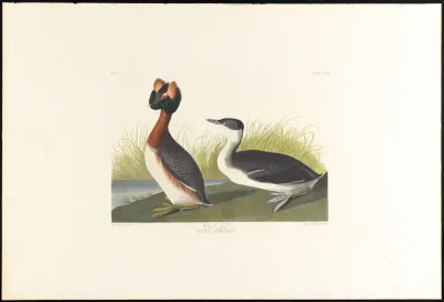 Horned Grebe