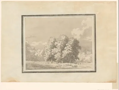 Horse Chestnut
