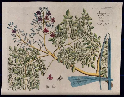 Horse-radish tree (Moringa oleifera Lam.): branch with flowers and separate flower, pods and seeds
