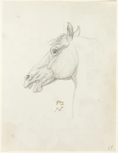Horse's Head