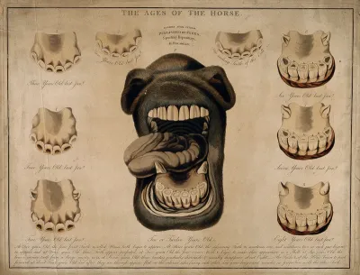 Horse's mouth and teeth: nine figures showing the development of the teeth from one to twelve years old