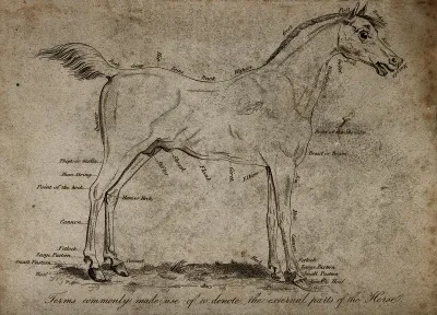 Horse, side view
