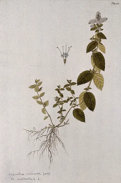 Horsemint (Mentha longifolia (L.) Huds.): entire flowering plant with separate flower