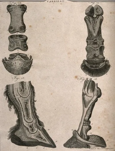 Horses' hooves: four dissections showing the anatomy of the ankle and foot of a horse