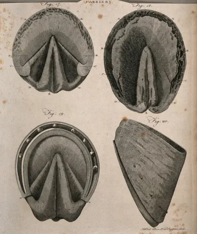 Horses' hooves: four figures showing the anatomy of the foot of a horse, both with and without shoes