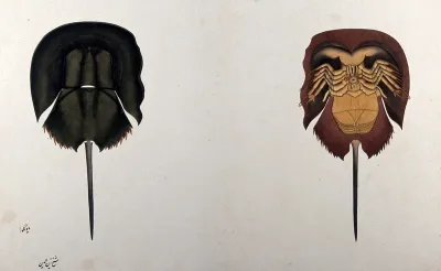 Horseshoe crab: dorsal and ventral views