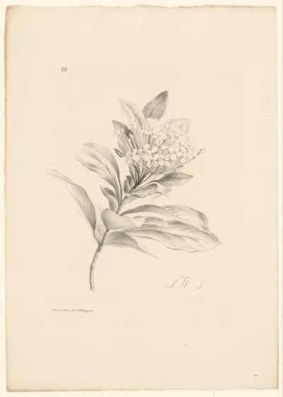Hortensia