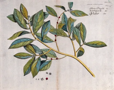 Hosea malabarica: branch with flowers and fruit, separate flowers and fruit and cross-section of fruit and seed