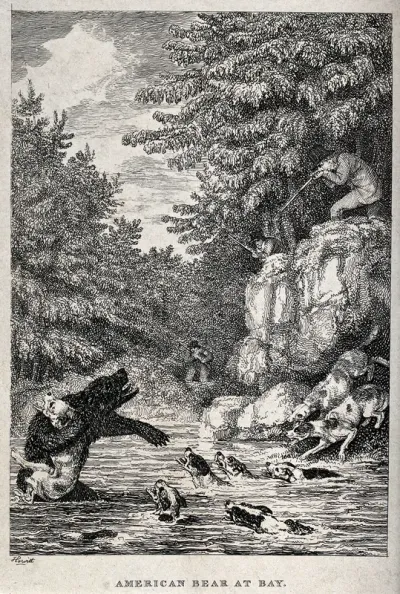 Hounds have driven an American black bear into a river where it is about to be shot by huntsmen standing on the river bank