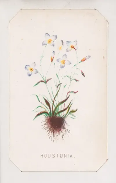 Houstonia card from the Plant with Root series